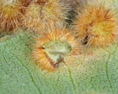 Caryomyia hirtiglobus