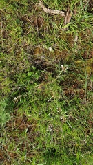 Brassiceae