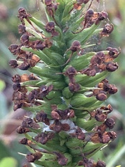 Platanthera cristata