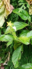 Mussaenda formosanum
