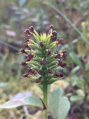 Platanthera cristata