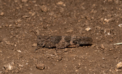 Trimerotropis pallidipennis