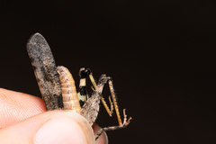 Trimerotropis pallidipennis