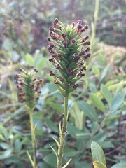 Platanthera cristata