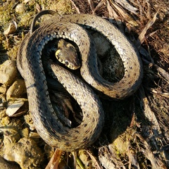 Natrix natrix