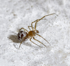 Theridiidae