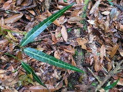 Gardneria multiflora