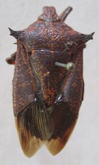 Asopinae