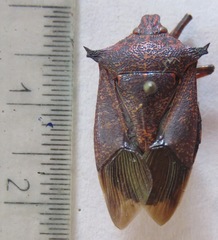 Asopinae