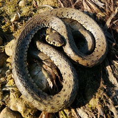 Natrix natrix