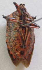 Asopinae