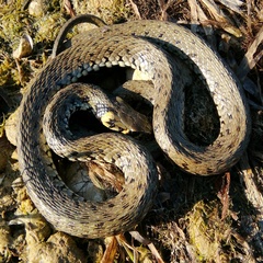 Natrix natrix