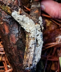 Steccherinaceae