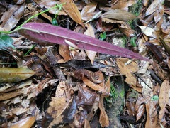 Gardneria multiflora