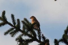 Carpodacus