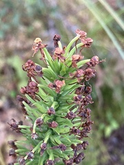 Platanthera cristata