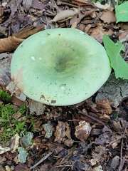 Russula crustosa
