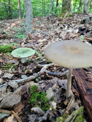 Russula crustosa