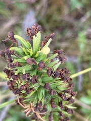 Platanthera cristata