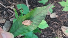 Euschistus servus euschistoides