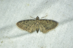 Eupithecia miserulata