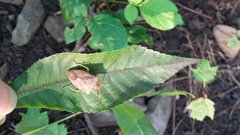 Euschistus servus euschistoides