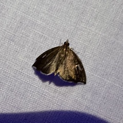 Perispasta caeculalis