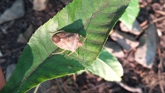 Euschistus servus euschistoides