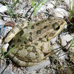 Pelophylax