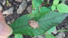 Euschistus servus euschistoides