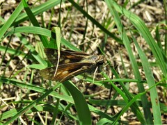 Atalopedes campestris