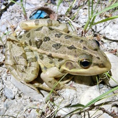 Pelophylax