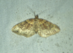 Xanthorhoe ferrugata