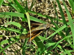 Atalopedes campestris