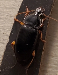 Pseudoophonus