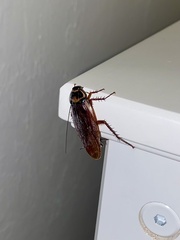 Periplaneta australasiae