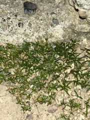 Sagina procumbens