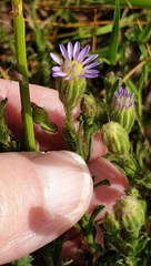 Vittadinia