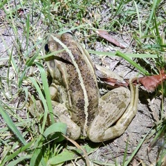 Pelophylax