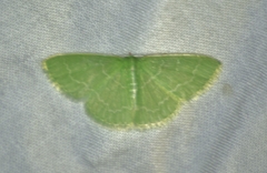 Synchlora aerata