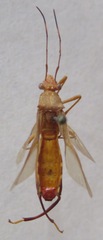 Alydidae