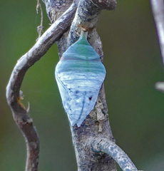 Morpho