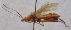 Alydidae