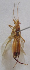 Alydidae