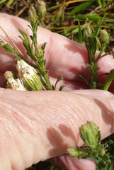 Vittadinia