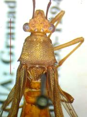 Alydidae