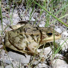 Pelophylax
