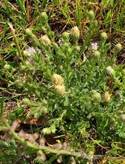 Vittadinia