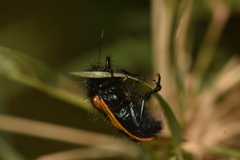 Astylus trifasciatus