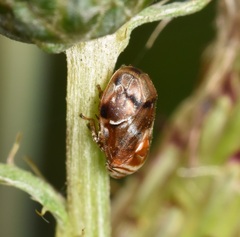 Clastoptera obtusa